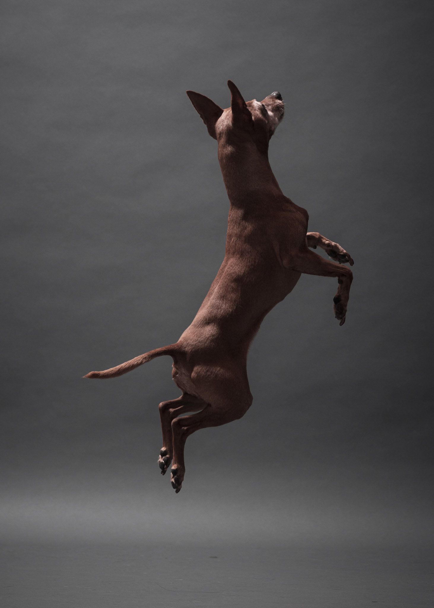 Small dog flying in a studio pet portrait