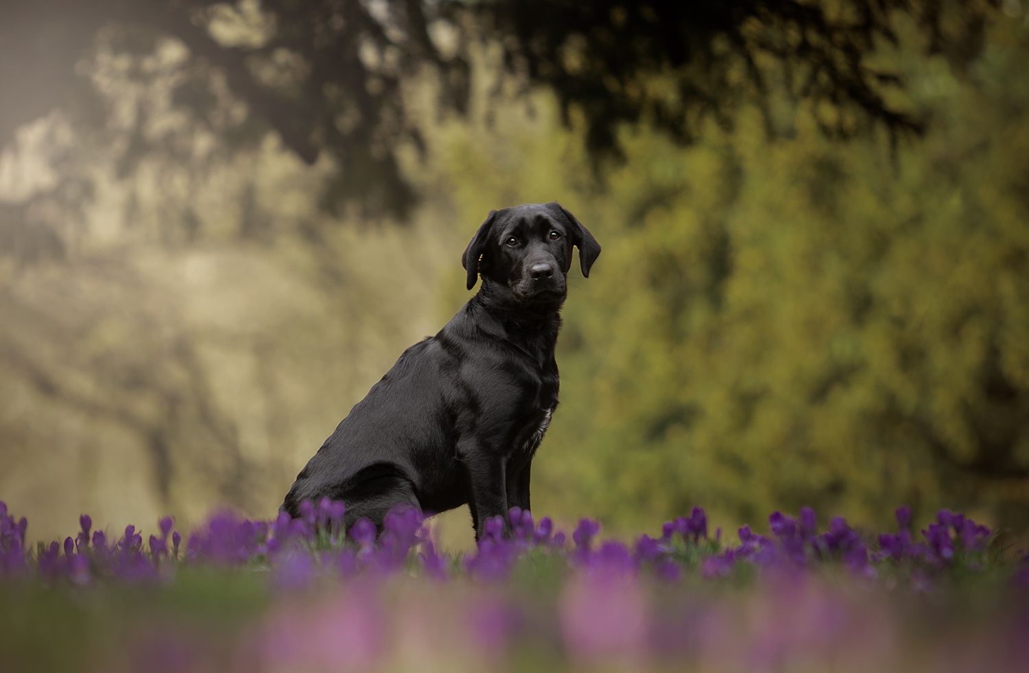 manchester pet photographer, bramhall cheshire black lab