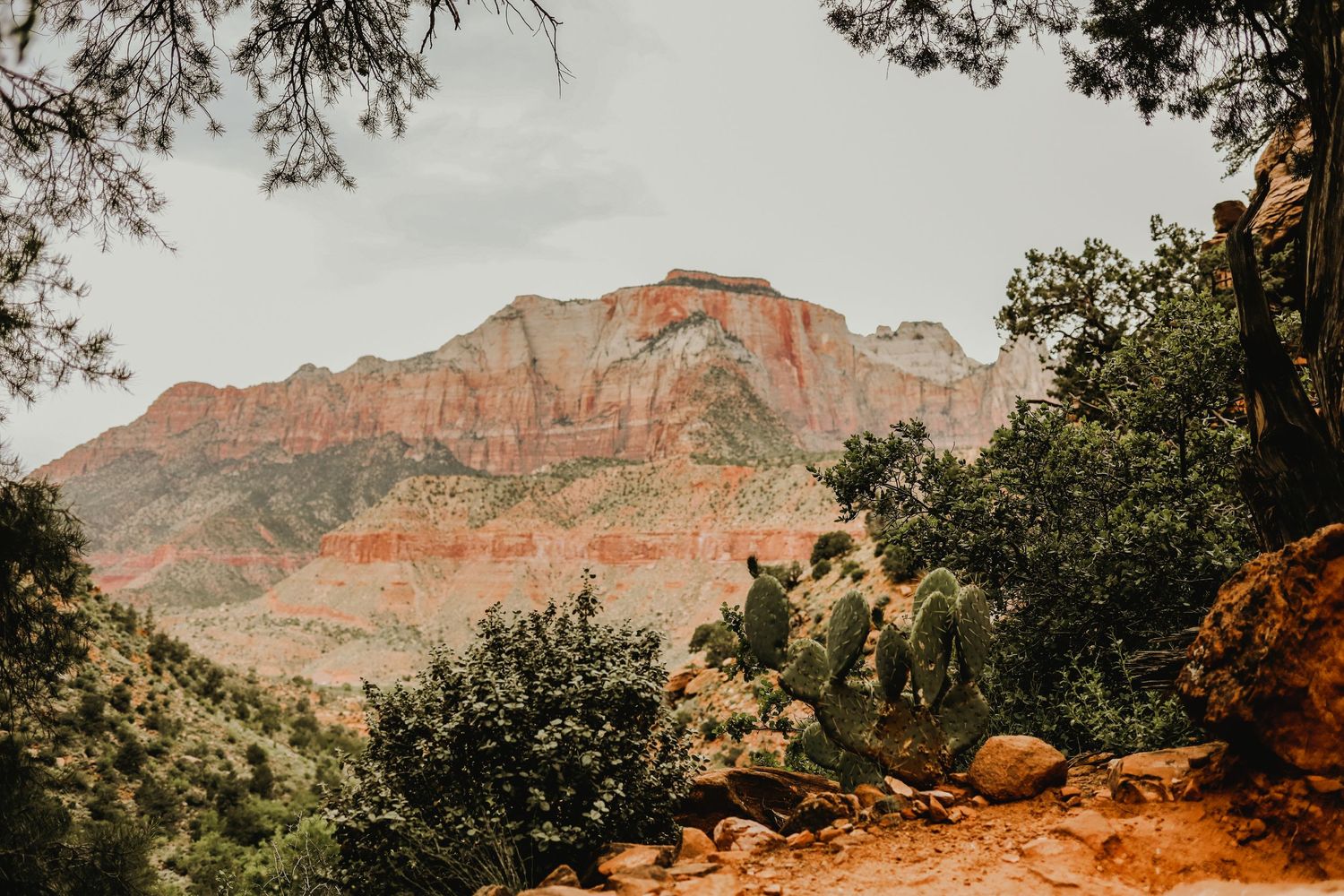 Red rock landscape and cacti in Southern Utah