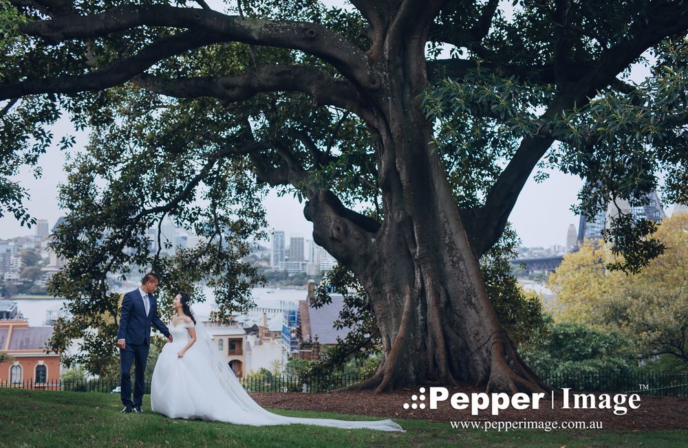 Bride and groom standing beneath large fig tree with Sydney harbour visible behind them.