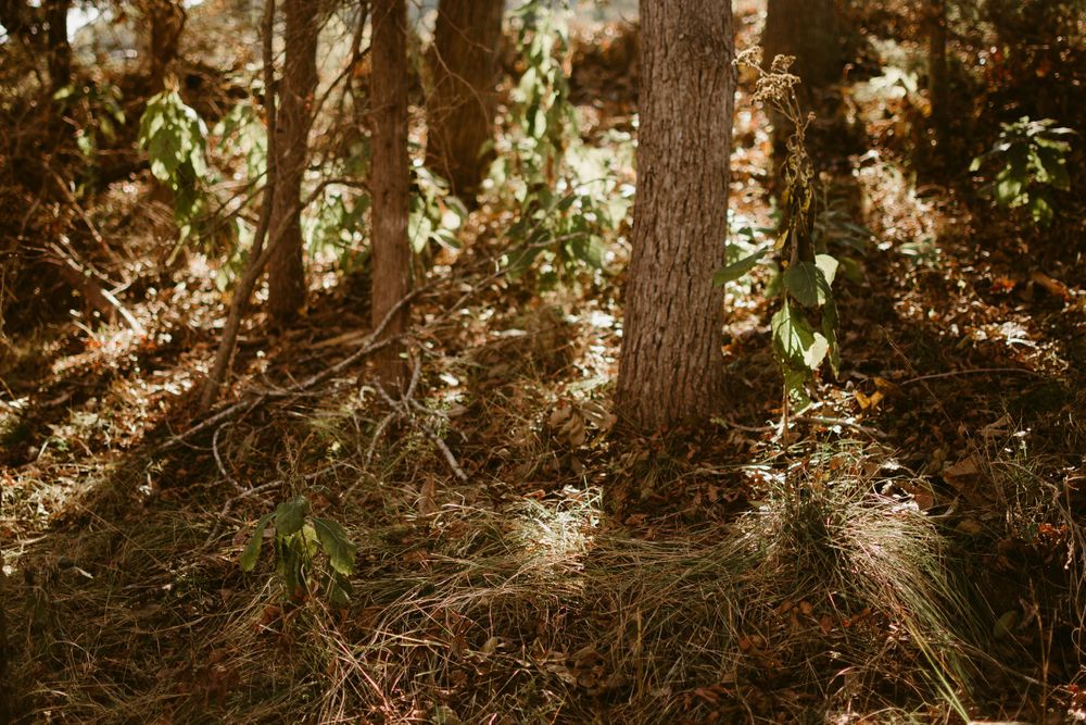 Sunlight streams through forest trees creating dramatic shadows on the woodland floor.