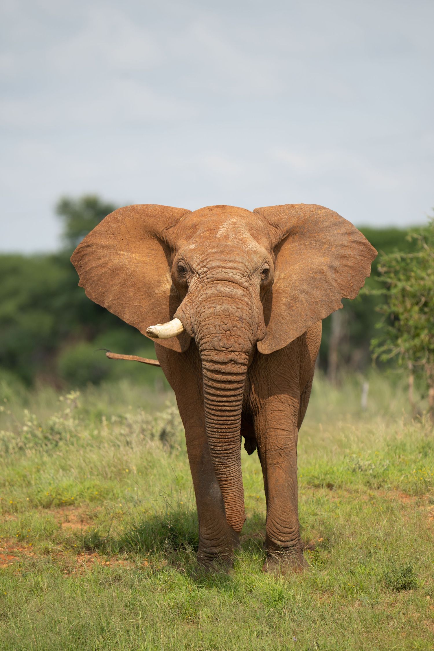African elephant emerging from grassland photographed in progressive sequence.