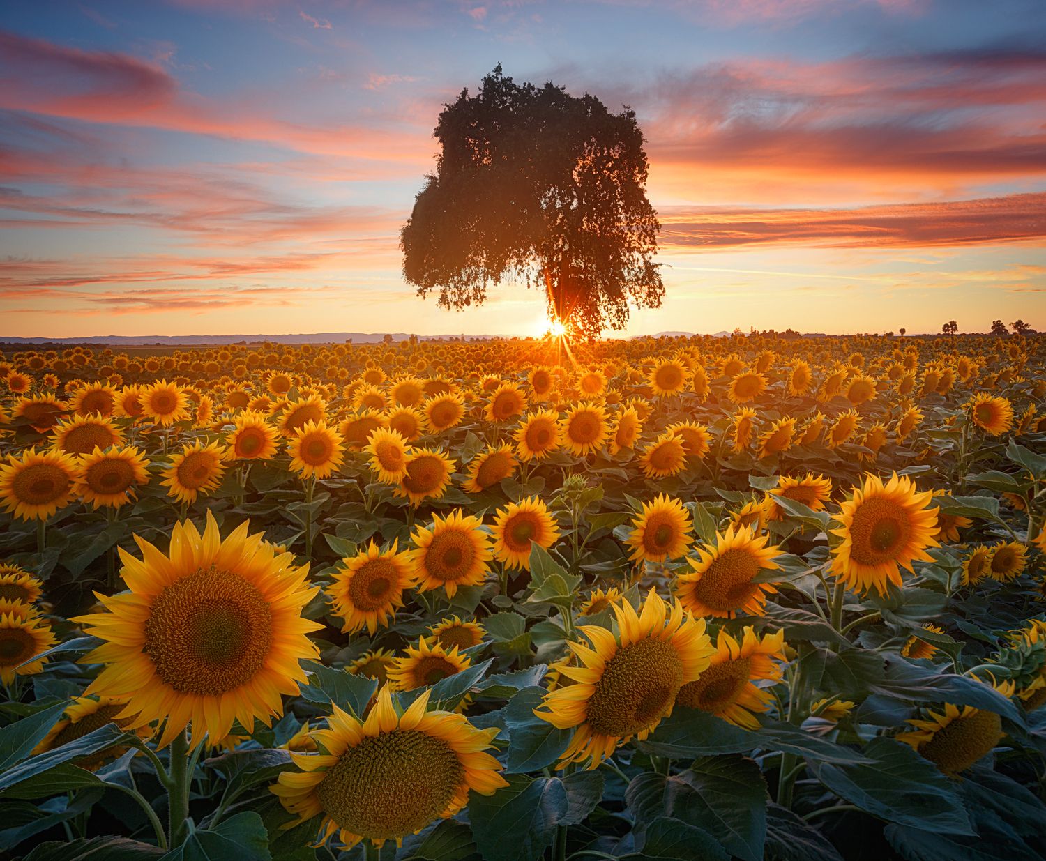 Beautiful sunset illuminates a field of bright yellow sunflowers with a silhouetted tree against a colorful twilight sky.