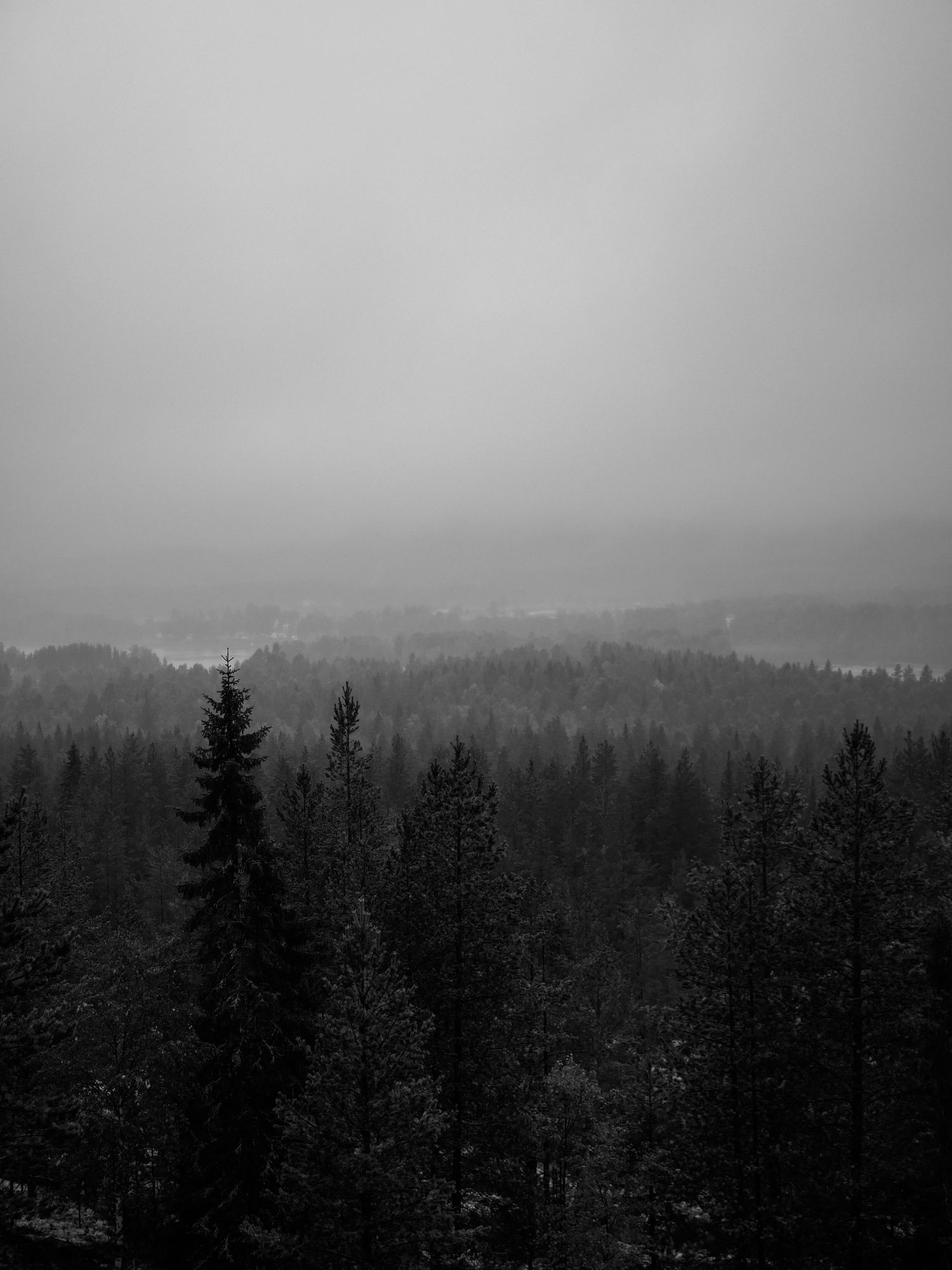 Regntung skog