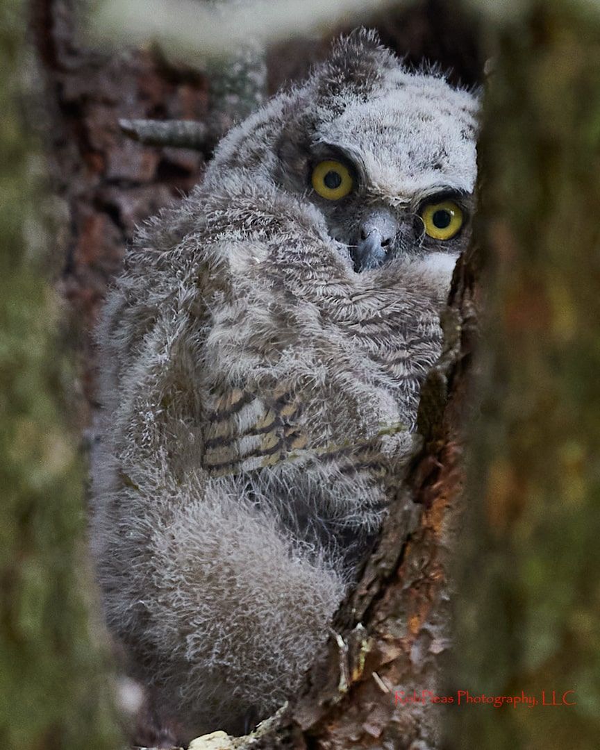 Juvenile Great Horned owl in pine tree.
