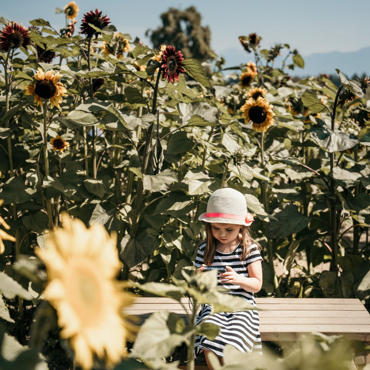 Child in sunflower field wearing striped dress and sitting on wooden bench.
