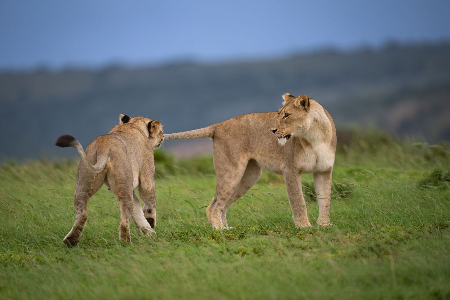 Lions walking and playing together against a blue sky backdrop.