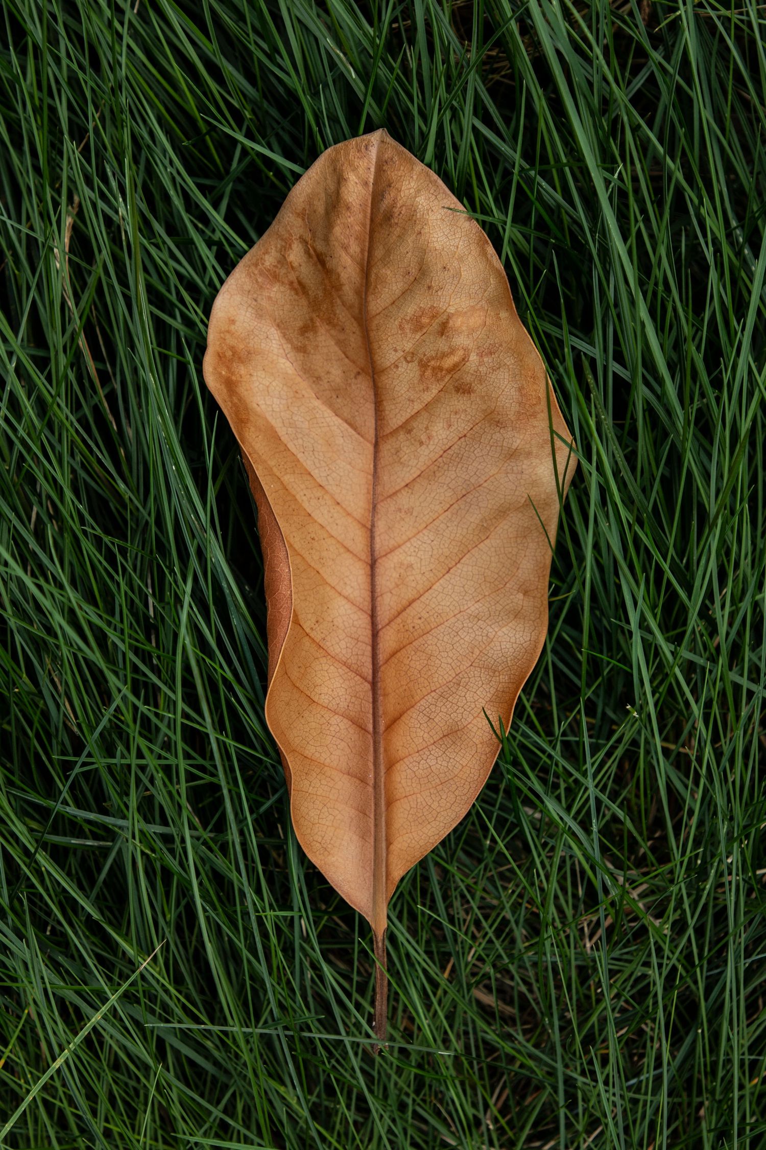 A single curled brown leaf rests on a bed of vibrant green grass, highlighting contrast between decay and life.