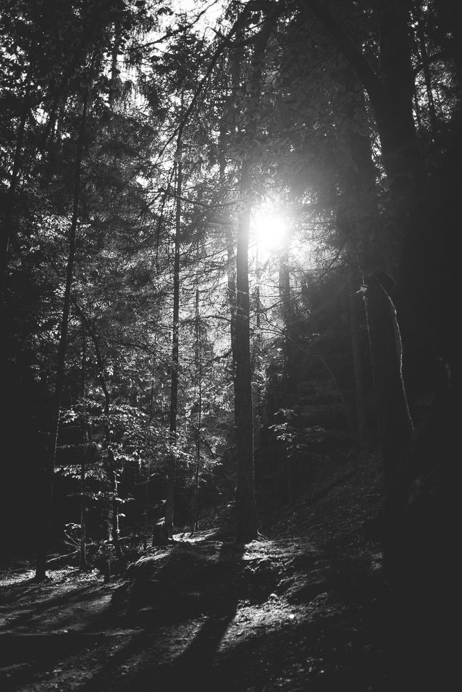 Sunlight streaming through forest trees creating dramatic rays and shadows.