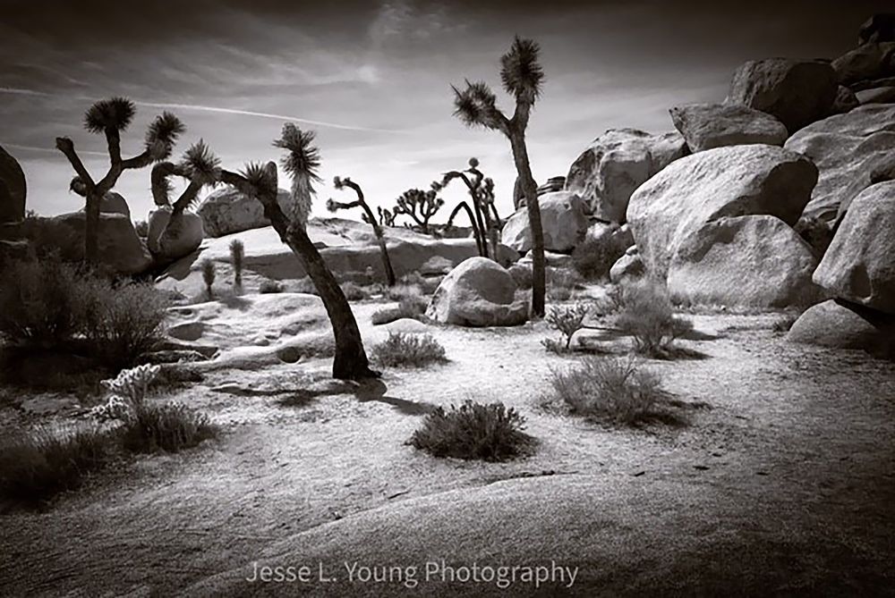 Joshua Tree (cell phone photo)