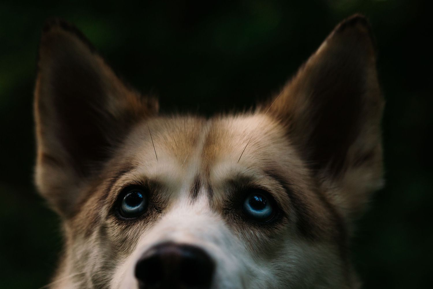 Family pet photographer in Cincinnati Oh Dog husky rescue photos Dayton Ohio Couples photography near me