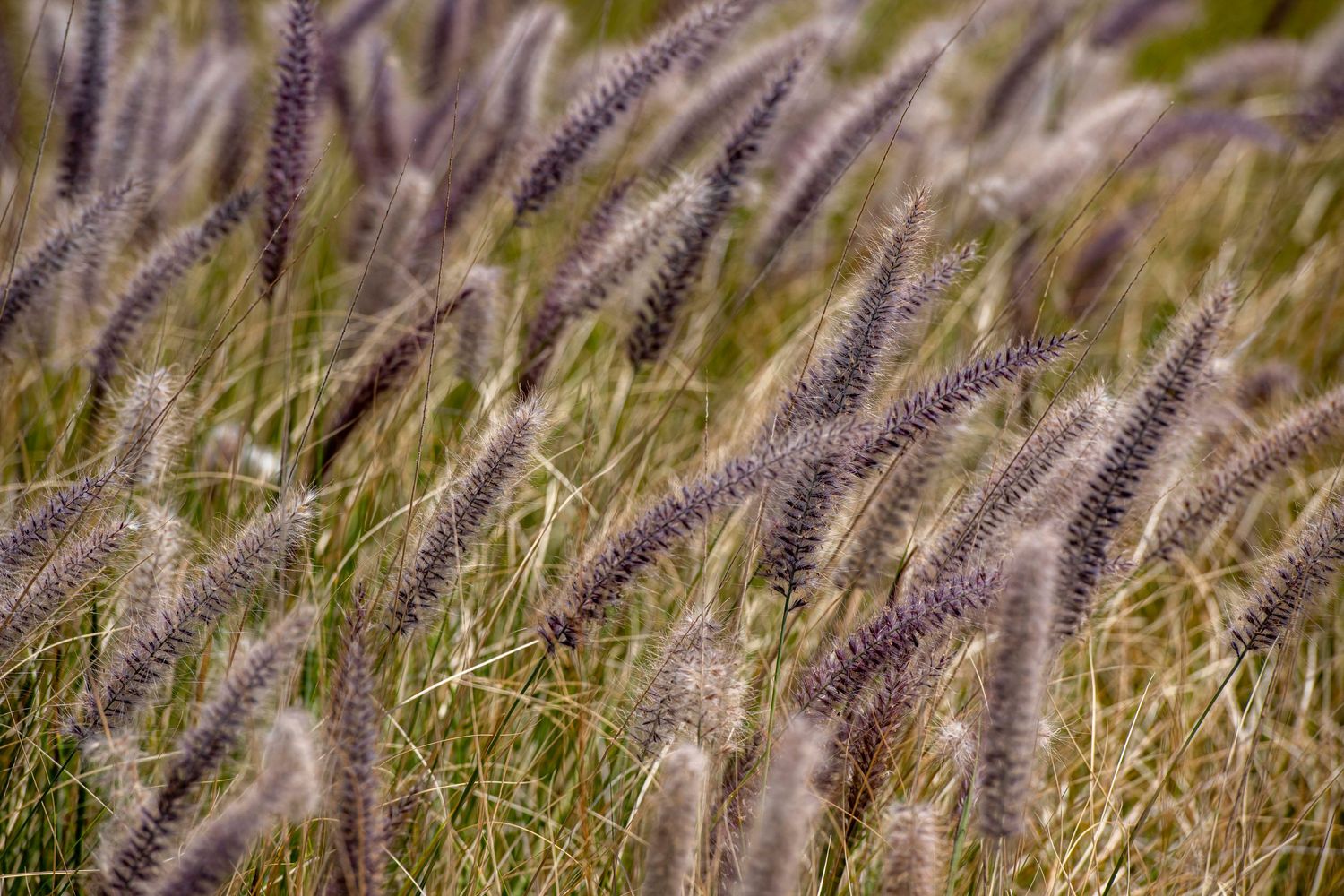 Sud Afrika, Grass, Frühling, Kuste