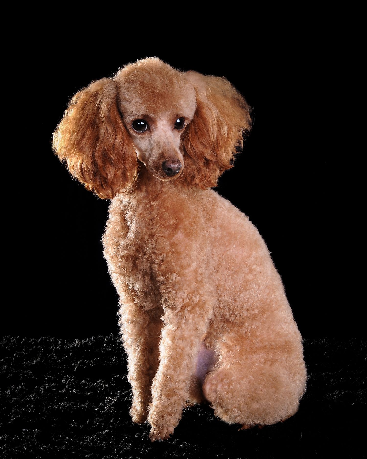 Apricot-colored toy poodle sitting posed against black background.