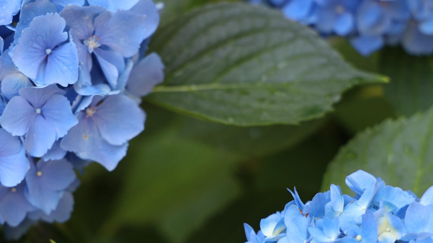 blue flowers
