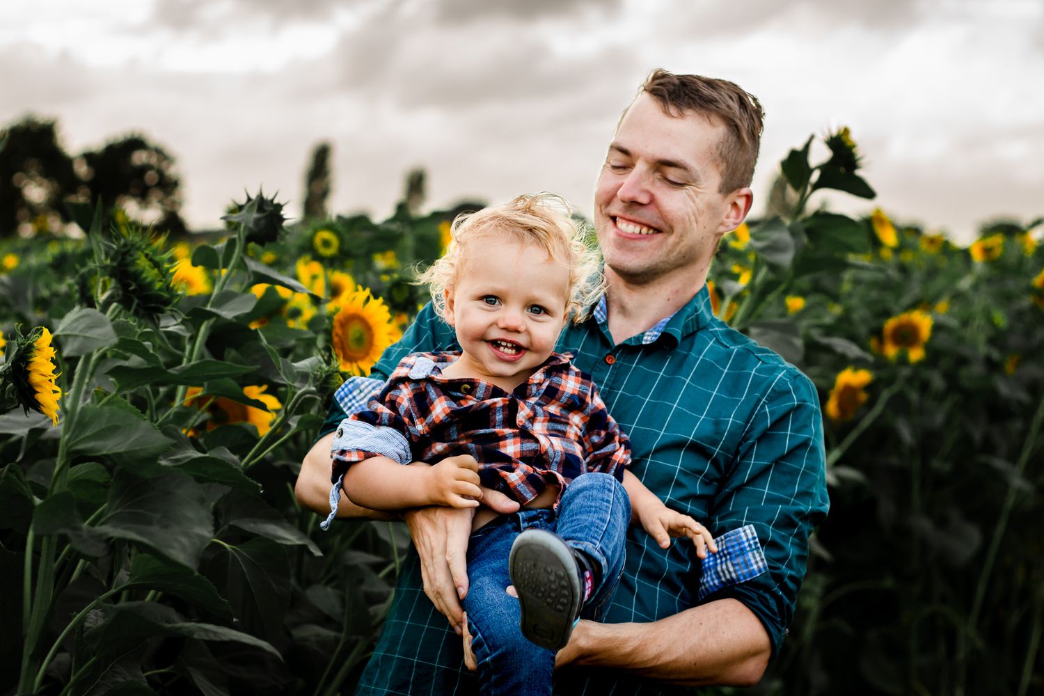 In a sunflower field on Hayling Island a family with their young Son has fun between the flowers.