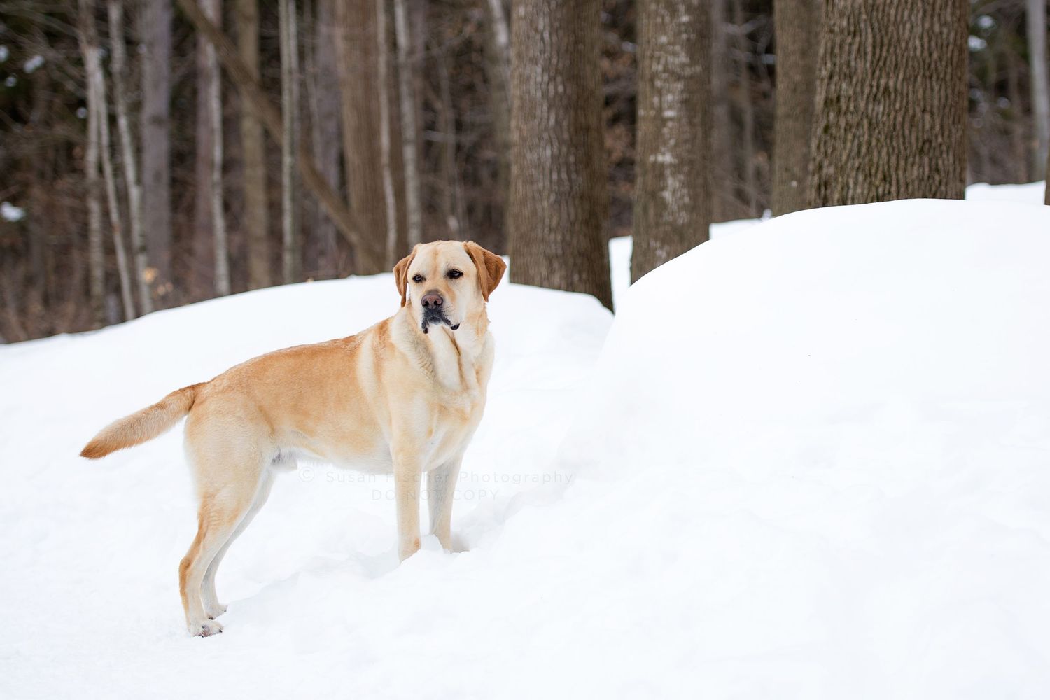Yellow Labrador retriever dog standing in snowy forest