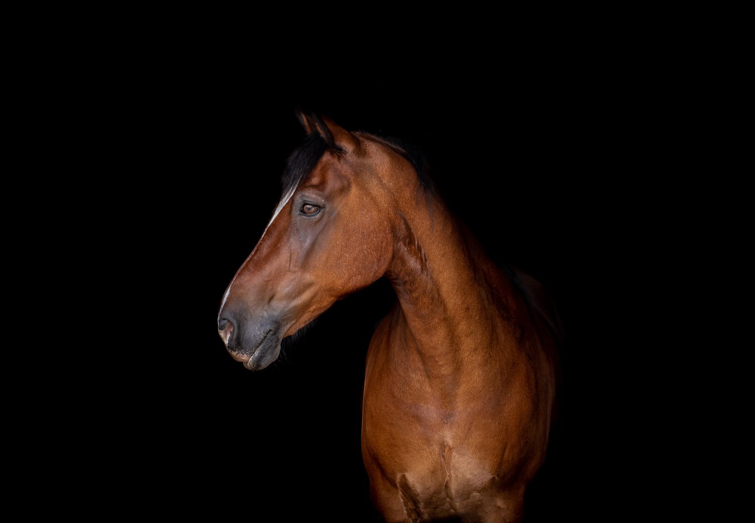 Artistic series of brown horse portraits against a black background.