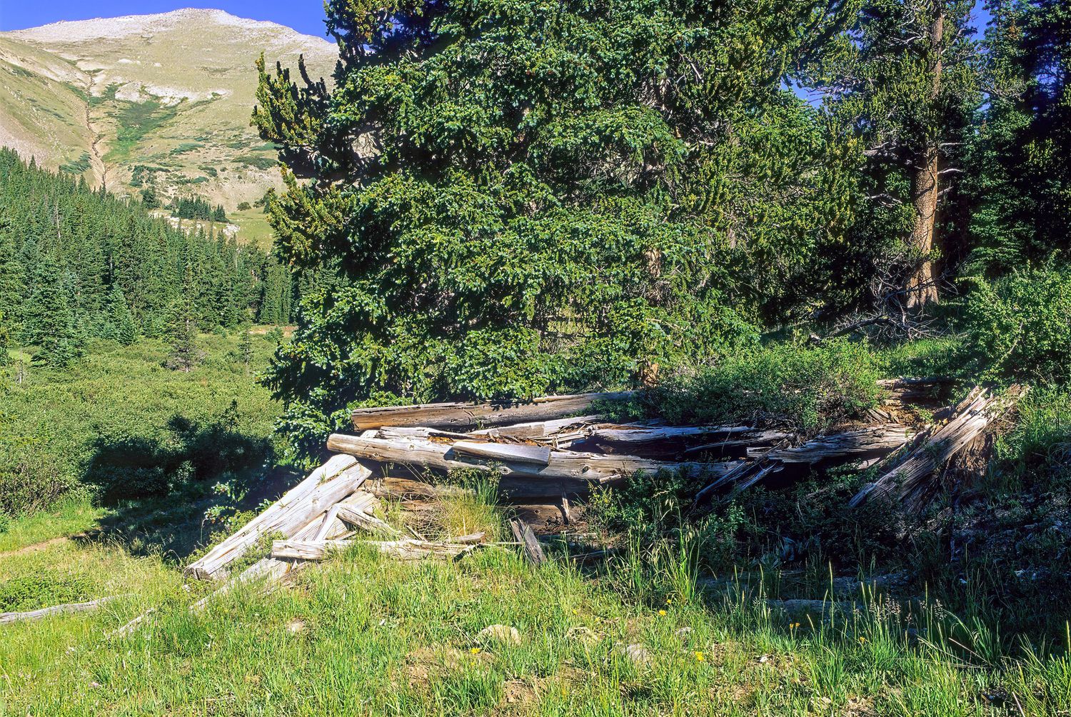 Cree's Camp, Colorado