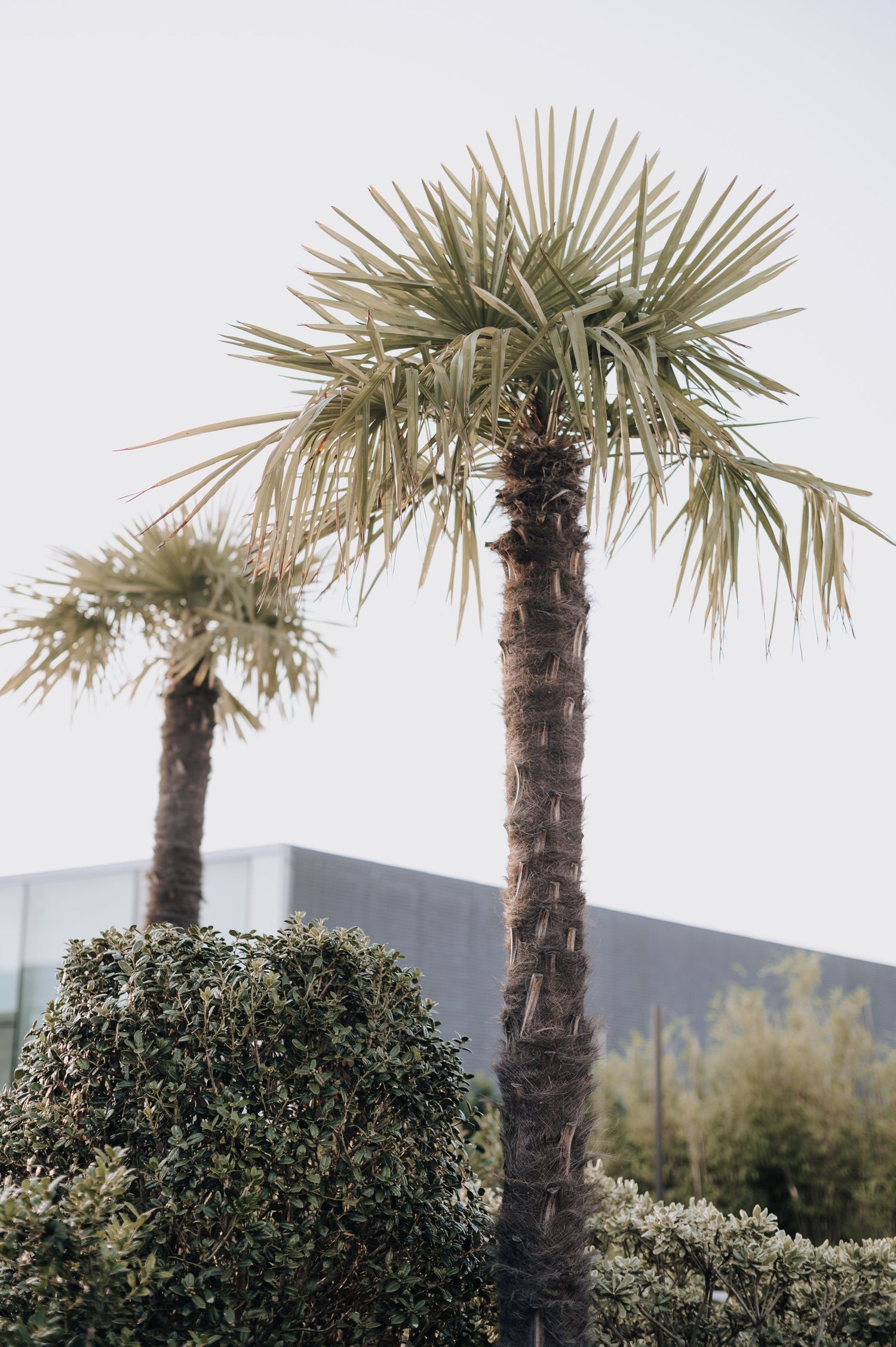 Two tall palm trees stand against a modern building facade.
