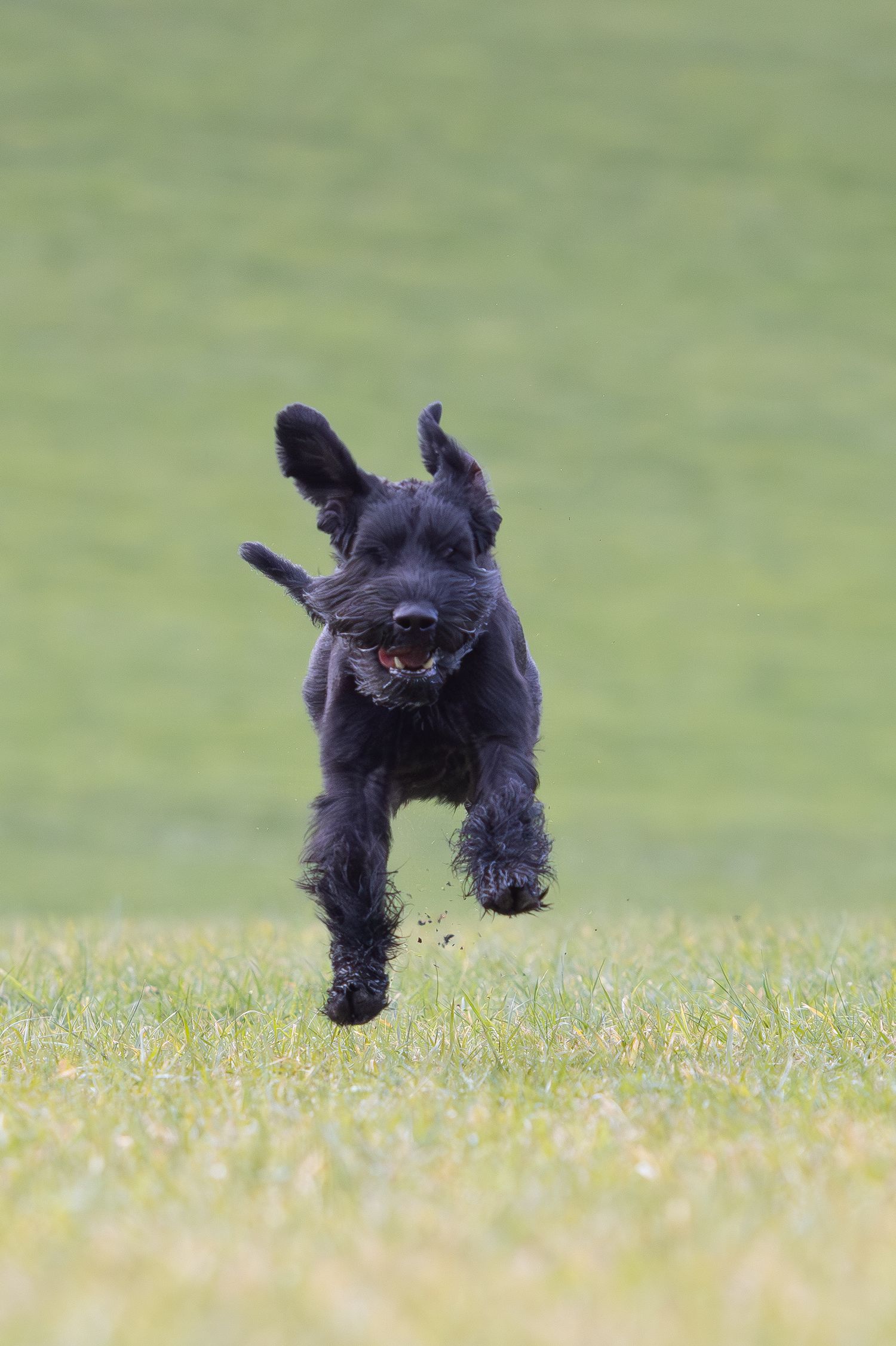 Black dog joyfully leaping through a grassy field in mid-air.