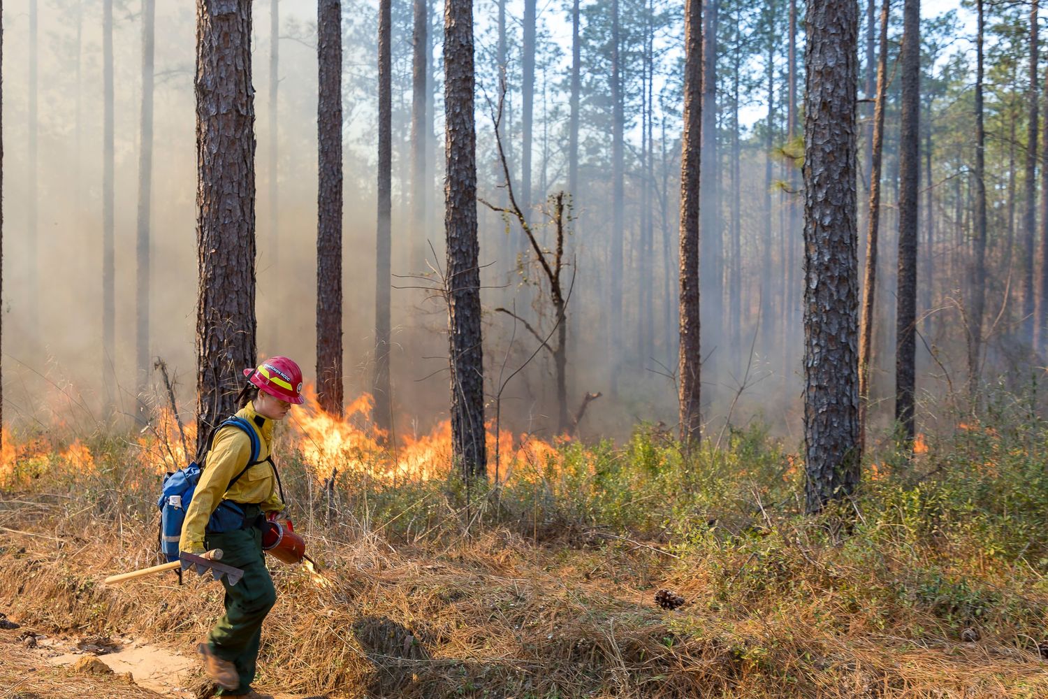 Firefighter using a drip torch to conduct prescribed burning operations in a forest.
