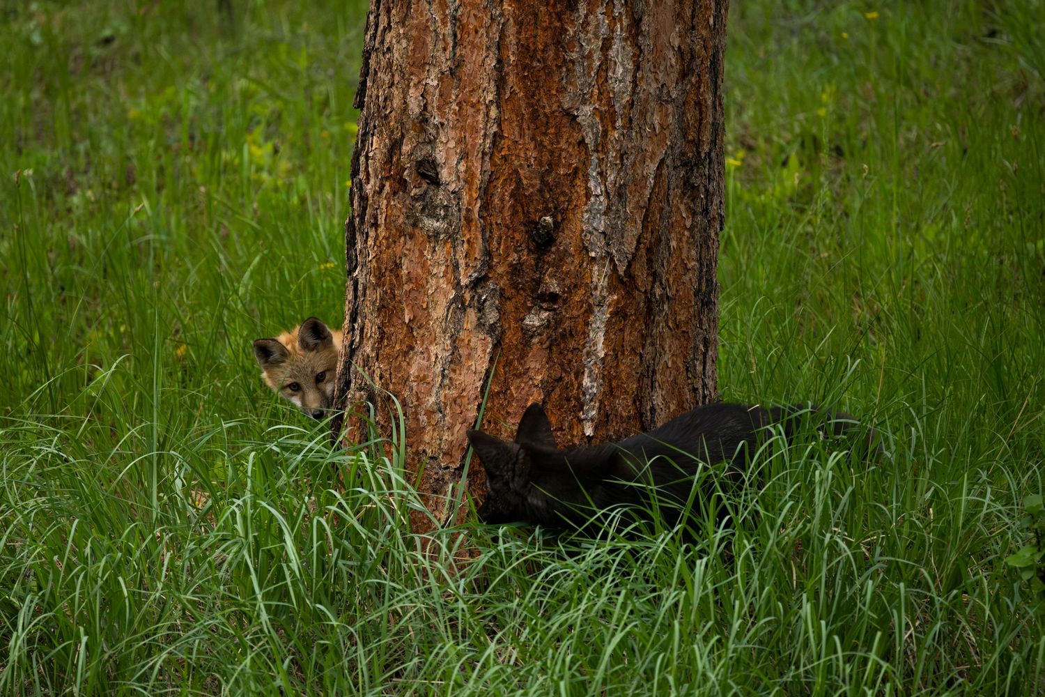 red fox, vulpes vulpes, fox, forest animal, fox kits, wildlife