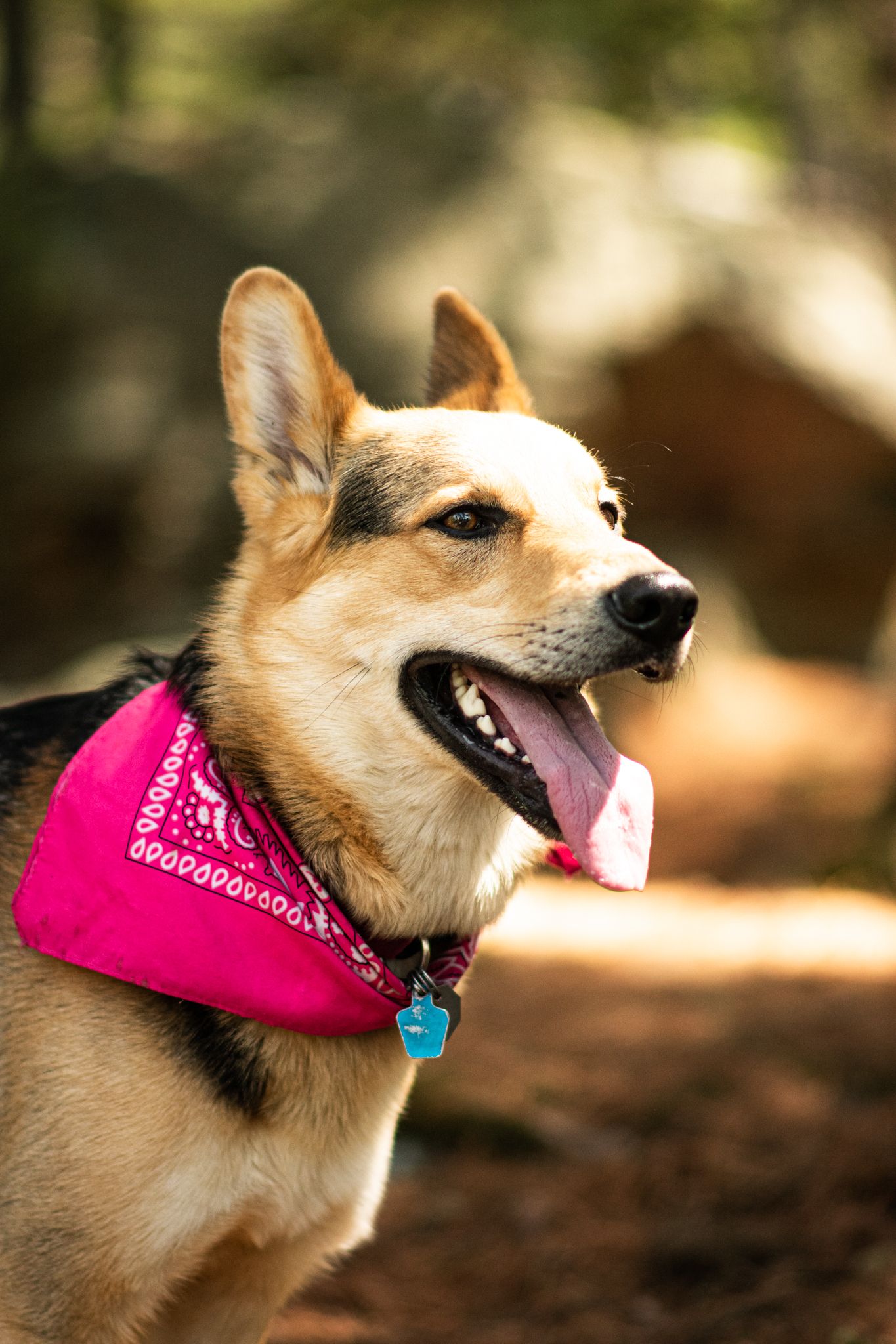 Happy corgi mix dog wearing pink bandana smiling at camera outdoors.