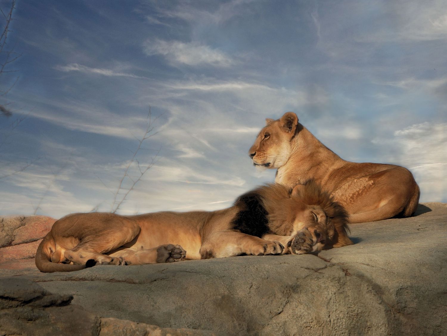 zoo
lion
lioness
lions
animal photography
animal photographer
wildlife photographer
wildlife photography
Fresno photographer