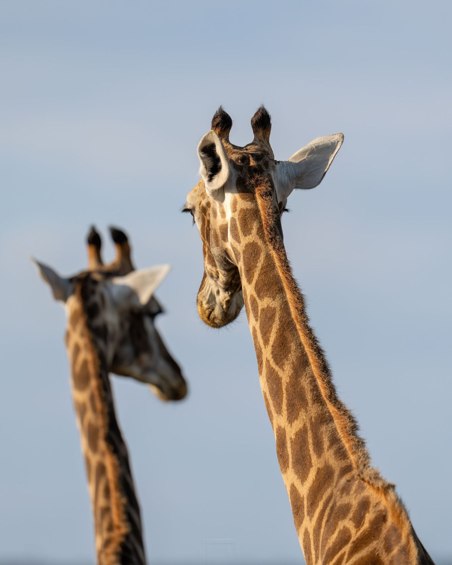 Close-up panorama of giraffe heads in profile against a blue sky.