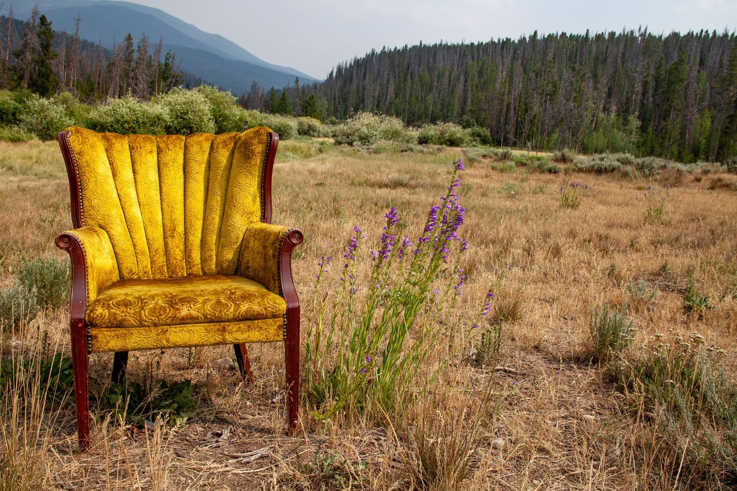 A vintage yellow velvet armchair sits alone in a mountain meadow with purple wildflowers.