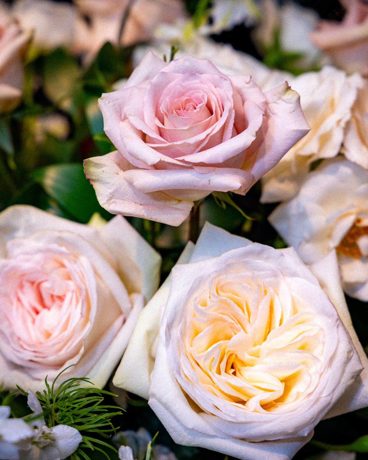 Delicate pink and cream garden roses with layered petals bloom among green foliage in soft natural lighting.
