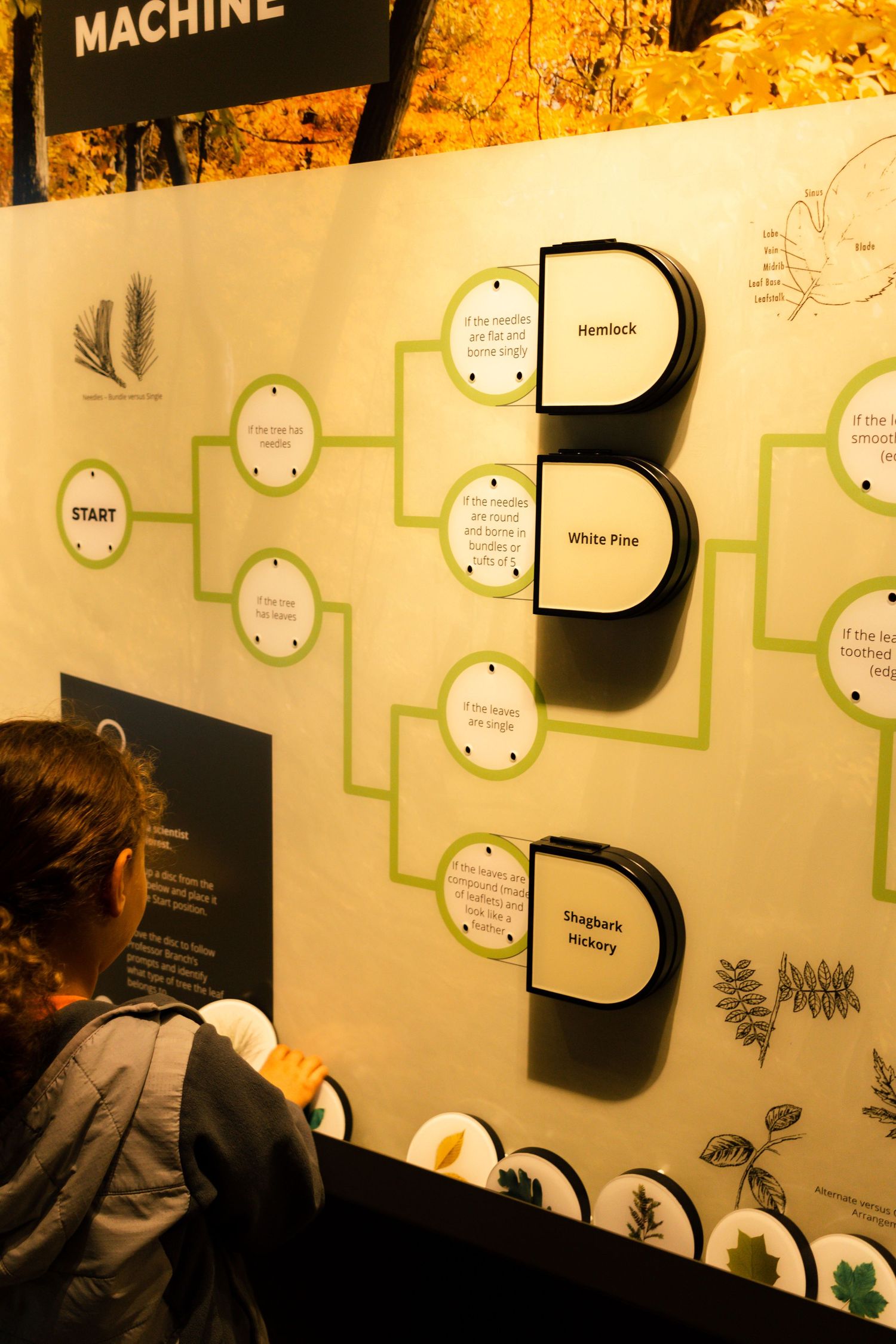 Interactive educational display showing branching diagram with circular nodes.