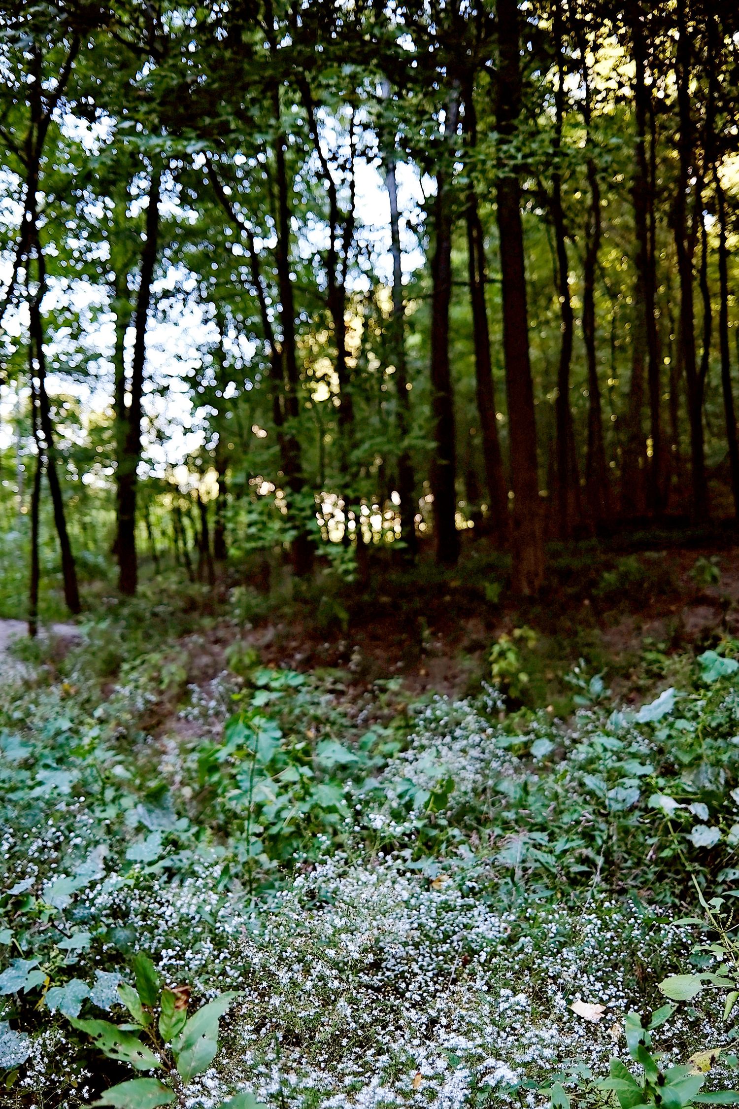 The hiking trail is teeming with a lush variety of wildflowers