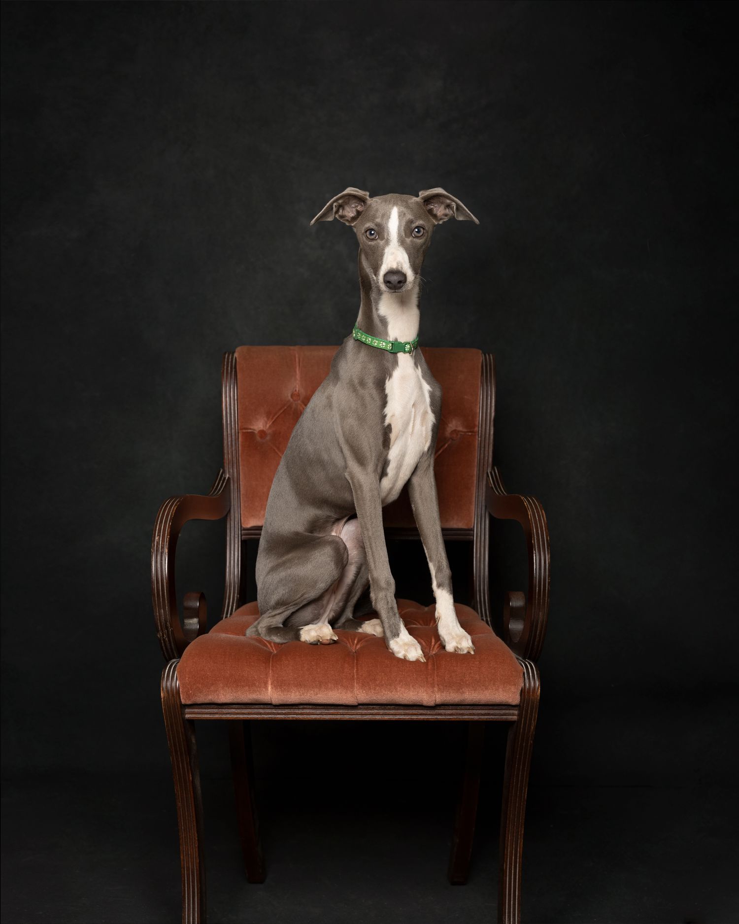 Studio Pets Photographer, Dog's photographer, Northampton. www.elenabrownportraits.co.uk, hound