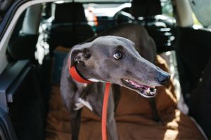 A grey greyhound with a red collar looks alert while sitting in a car.
