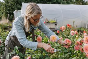 Gardener tending to colorful dahlia flowers in front of greenhouse.
