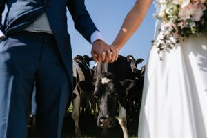 A couple in wedding attire holds hands while standing among grazing black and white cows.
