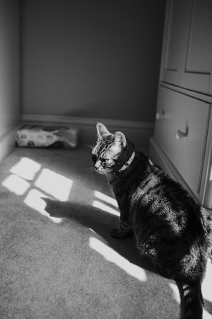 A tabby cat sits in sunlight streaming through a window casting dramatic shadows.