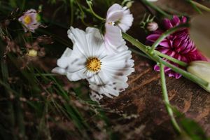Close-up of a white cosmos flower with delicate petals and yellow center against a blurred background.