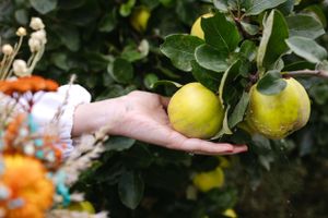 A hand reaches out to touch ripe citrus fruits growing on a tree.