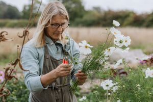 Gardener in denim jacket carefully harvesting white cosmos flowers.