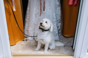Small white fluffy dog sitting patiently in a doorway next to a wedding dress.