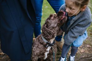 A chocolate-colored dog looks up excitedly at someone while on a leash outdoors.