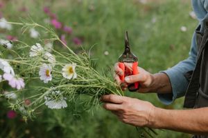 Hands holding garden shears trimming delicate cosmos flowers.
