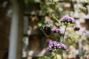 Purple verbena flowers with a butterfly perched delicately on the blooms.