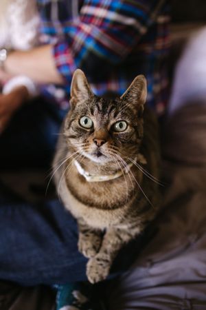 Close-up portrait of a tabby cat with bright eyes wearing a collar.