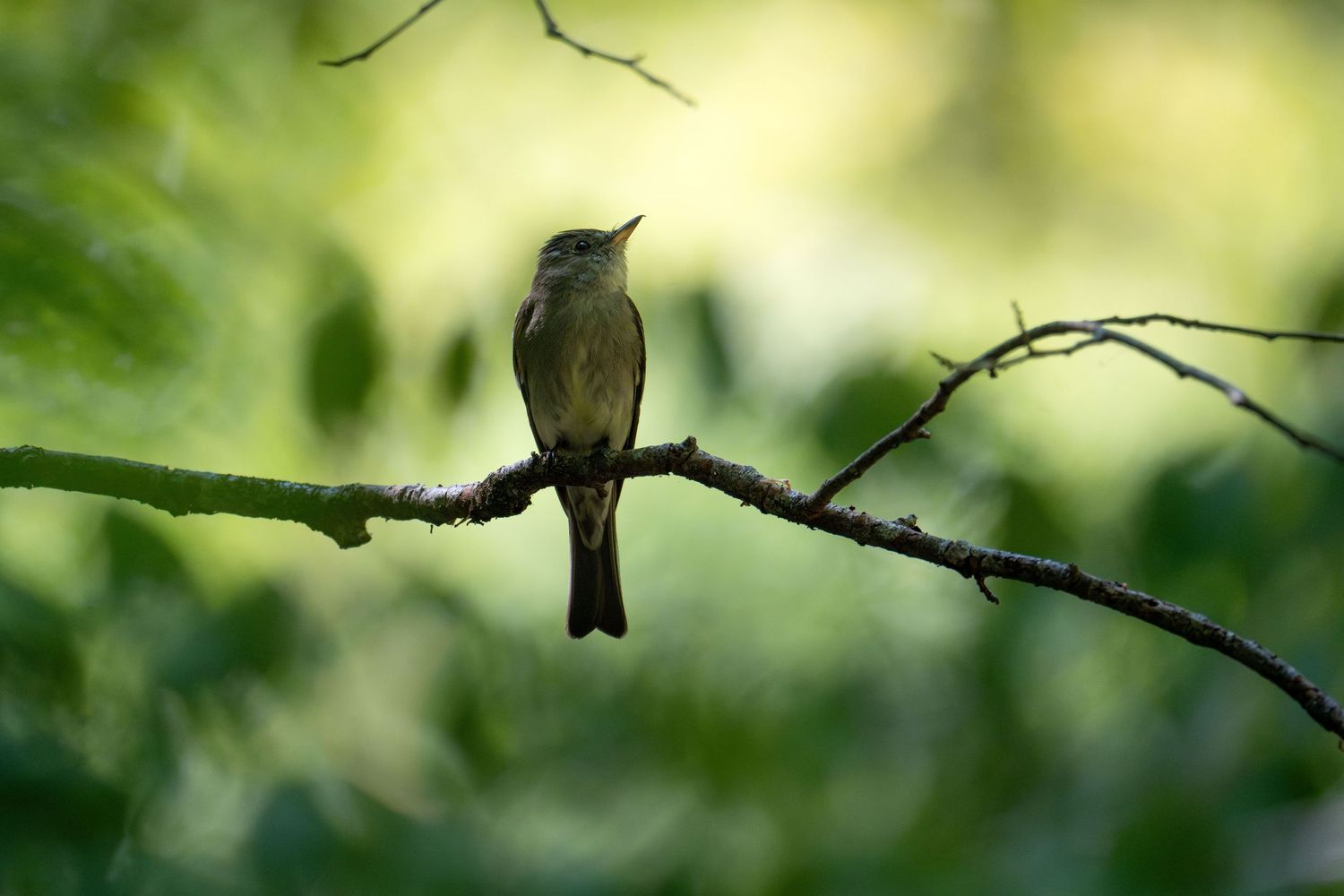 Small bird silhouettes perched on branches against a soft green background.