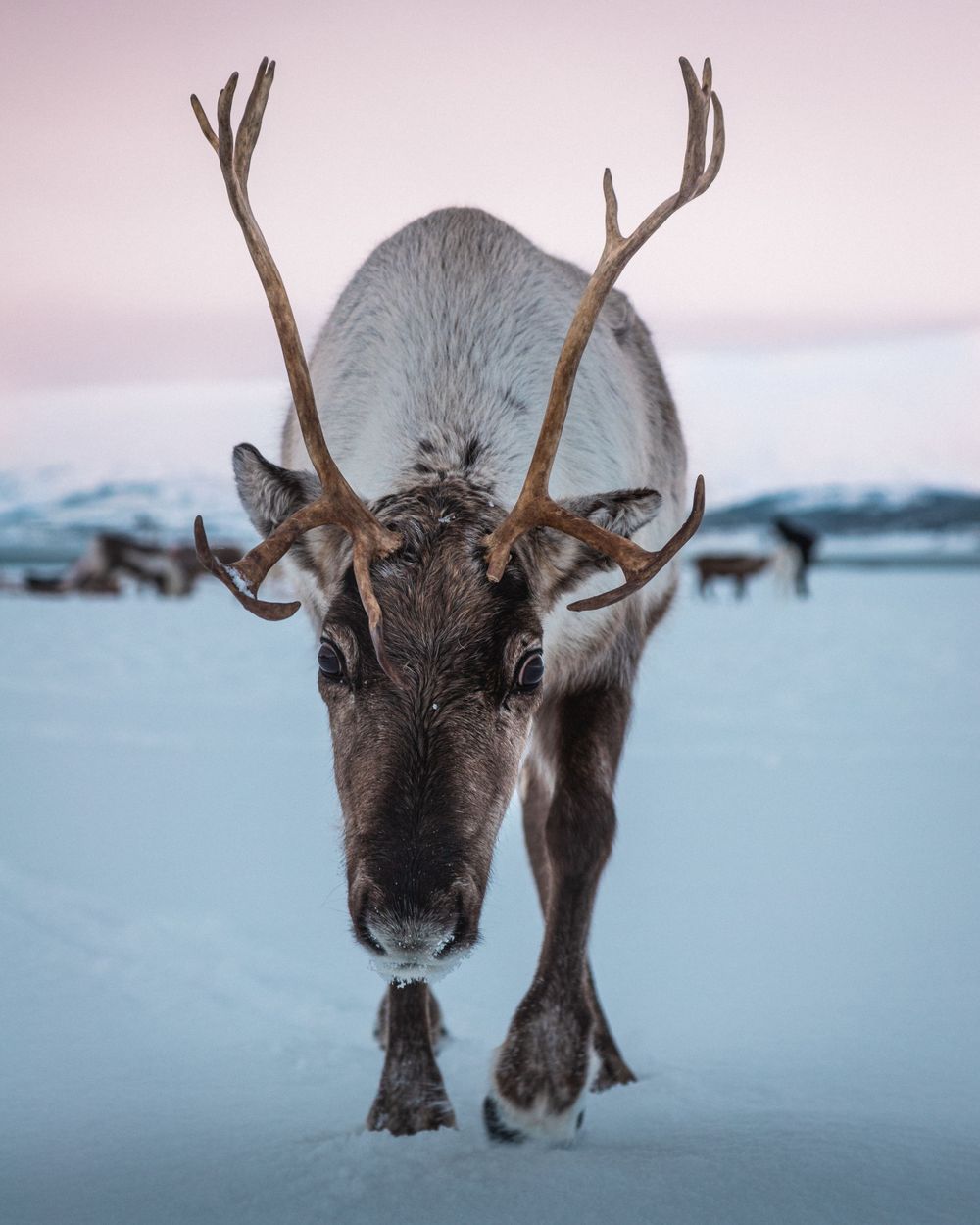 La Norvège du nord, blog voyage et photos par Julie Fox Photography - Tromso