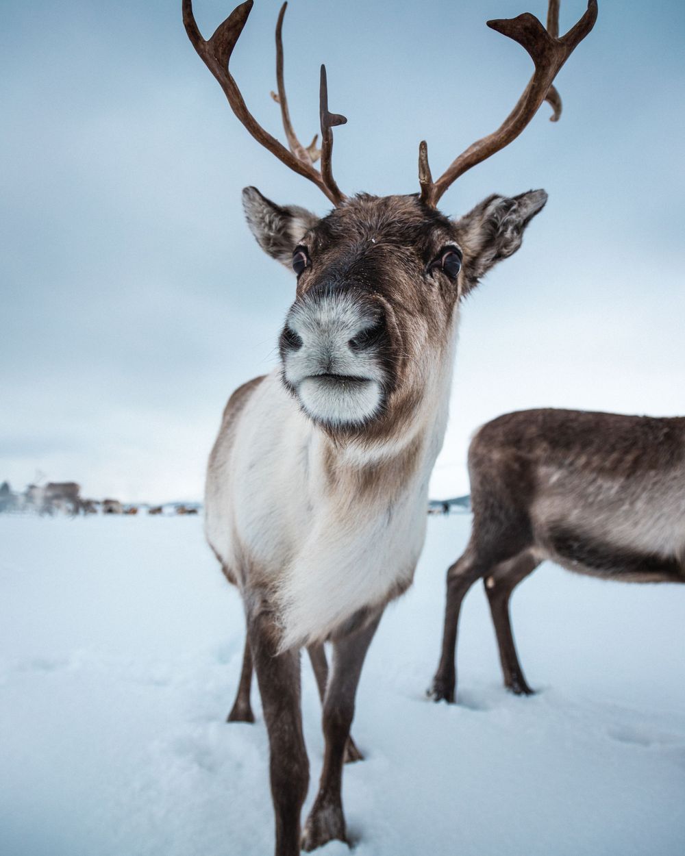 La Norvège du nord, blog voyage et photos par Julie Fox Photography - Tromso