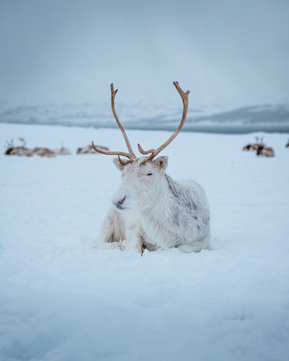 La Norvège du nord, blog voyage et photos par Julie Fox Photography - Tromso